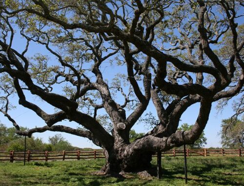 The Hanging Tree